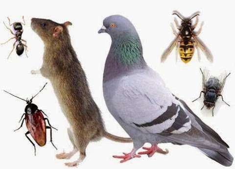EHS Pest Control Ltd AYR photo